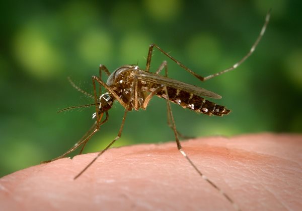 Illinois detects its first case of West Nile virus