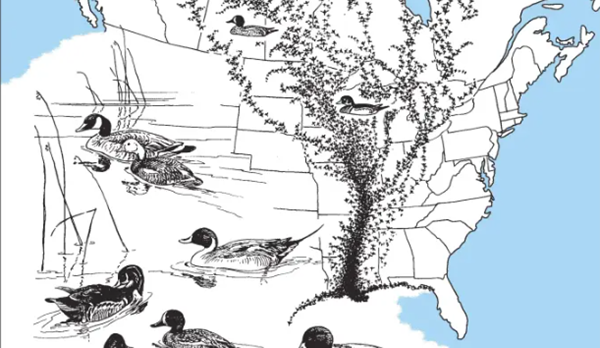 St. Louis Arch goes dark this month as billions of birds migrate along Mississippi River