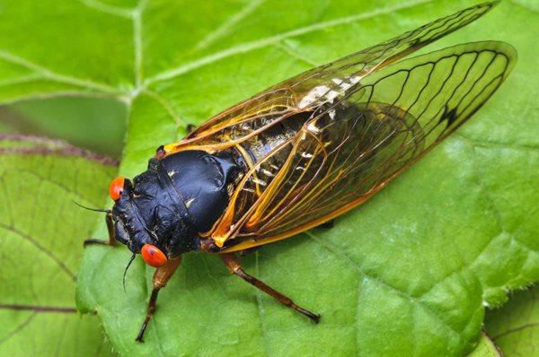 First cicada sightings turned in for western Kentucky, southern Illinois