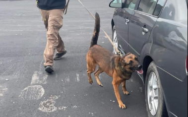 State police investigating death of Fulton County K9 Shogun