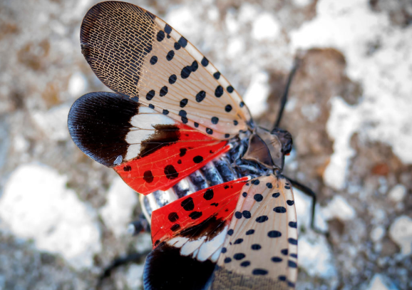 Trained dogs search for spotted lanternflies in Tennessee