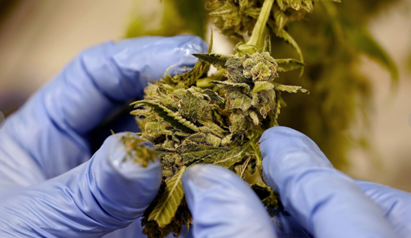 Cultivation of Kentucky's first medical cannabis has begun in Mayfield