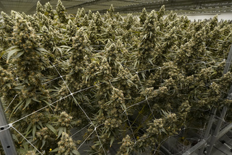 Medical marijuana proposal gains momentum in Kentucky