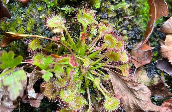 Carnivorous plant species discovered in Kentucky