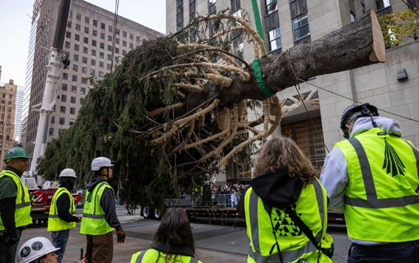 Rockefeller Center Christmas tree arrives to start New York's holiday season