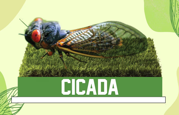 Remember the cicada invasion with a collectible bobblehead