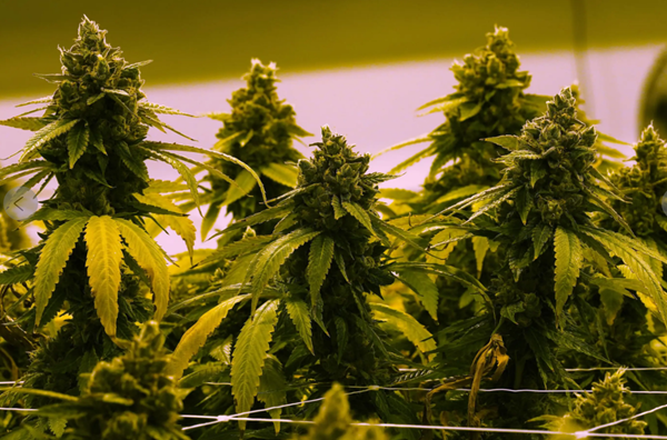 Kentuckians will have to choose between guns and marijuana