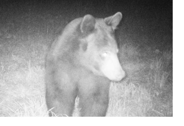 Young bear may be a permanent resident of LBL in Tennessee
