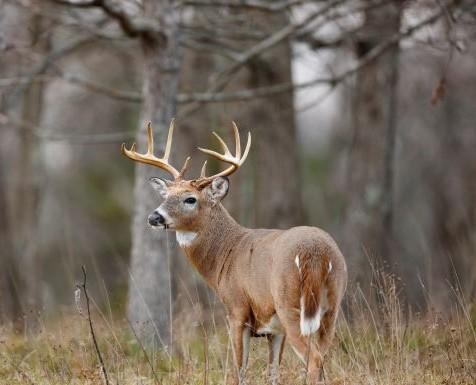 Illinois deer harvest up for first weekend of firearm season
