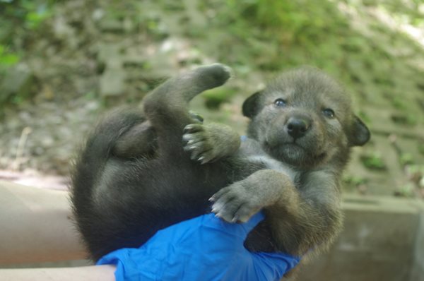 Surprise litter of rare red wolves born in LBL