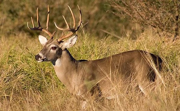 Illinois deer harvest up after first gun weekend