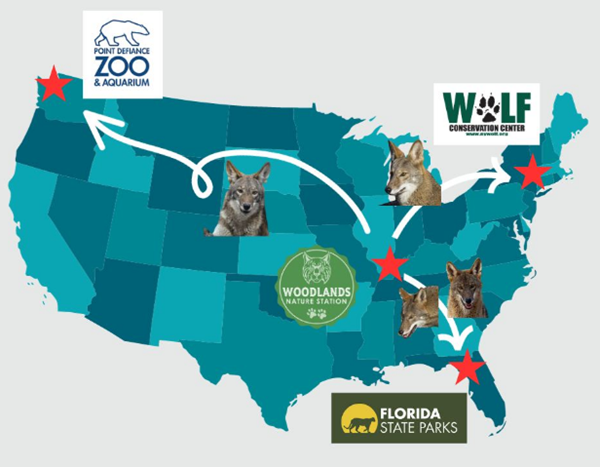 LBL's four red wolf pups each get new homes