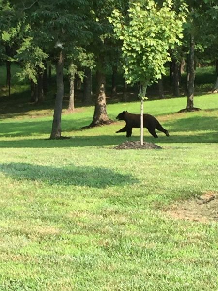 Bear attacks bring warnings to visitors in Smoky Mountains