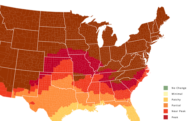 Next week is peak leaf-watching season in the Smoky Mountains