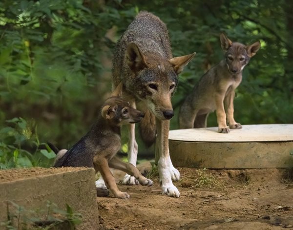 Famous red wolf Jasper passes away in LBL