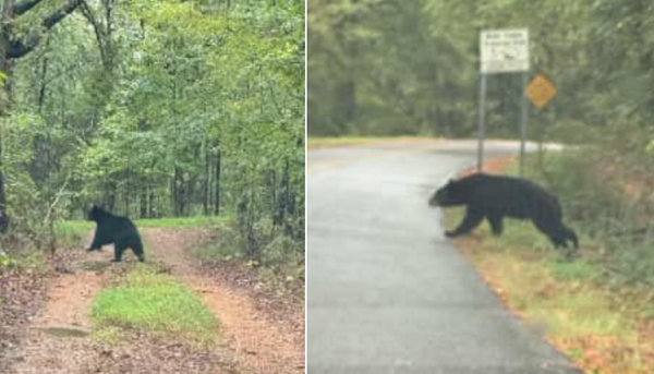 Black bear spotted by deputy in Calloway County