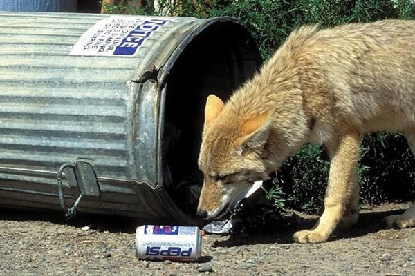 Coyote sightings increase with winter mating season  