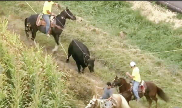 Bull, escaped from Illinois farm, lassoed after hours on the run