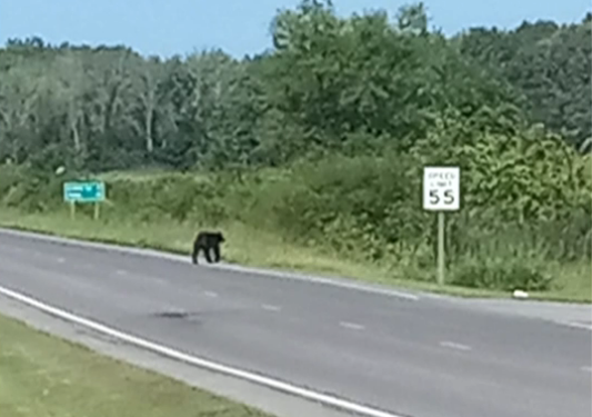 Black bear spotted in southern Illinois