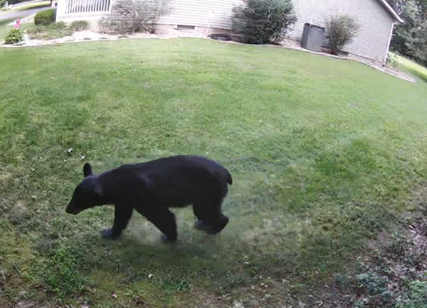 Another week, another black bear sighting in southern Illinois