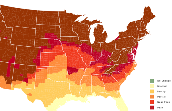 Next week is peak leaf-watching season in the Smoky Mountains