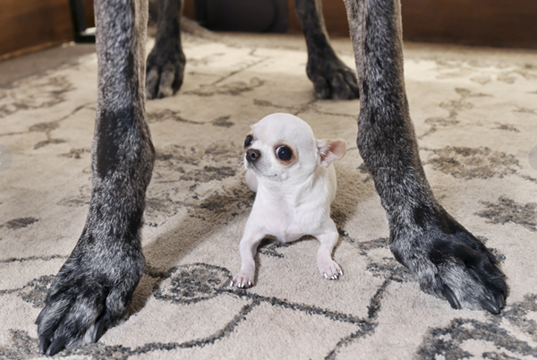 World's tallest and smallest dogs meet for a playdate 