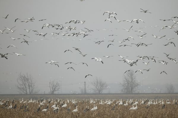 Avian flu blamed for wild bird deaths on southern IL lakes