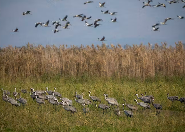 Kentucky Fish and Wildlife monitoring for outbreaks of Avian influenza