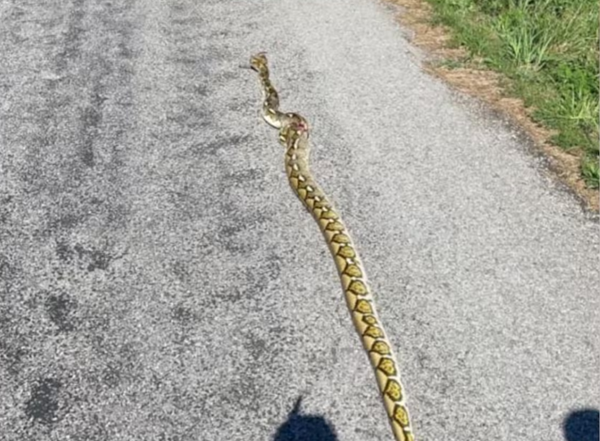 11-foot python run over by train in southern Illinois