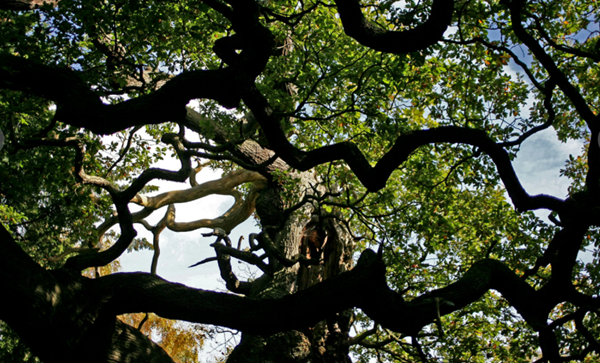1200-year-old oak tree linked to Robin Hood has died