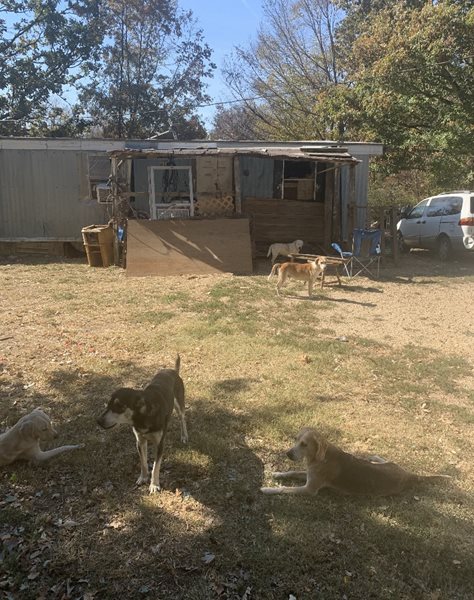 Graves County pair arrested for 38 counts of animal cruelty