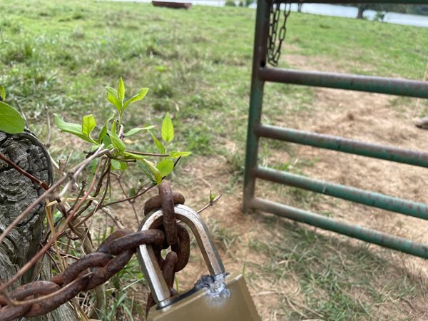 Trigg sheriff warns of attempts to steal cattle