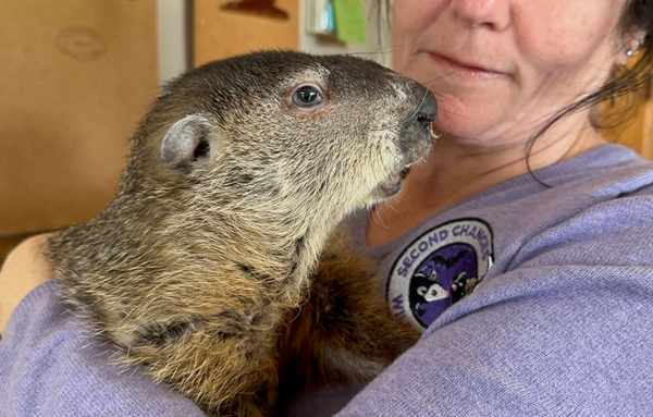 Kentucky's own weather predicting groundhog dies... on Groundhog Day