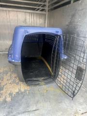 Puppies discovered in abandanoned crate on Paducah roadside